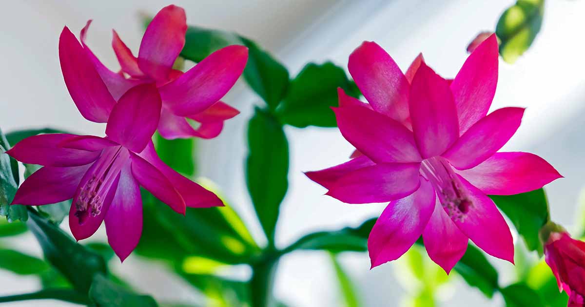 When and Tips on how to Fertilize Christmas Cactus - Dreamcontents